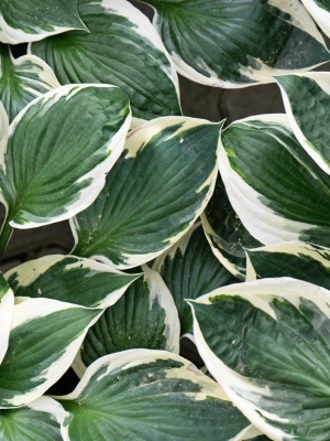 Хоста 'Patriot'