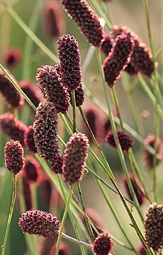 Кровохлебка лекарственная 'Tanna'